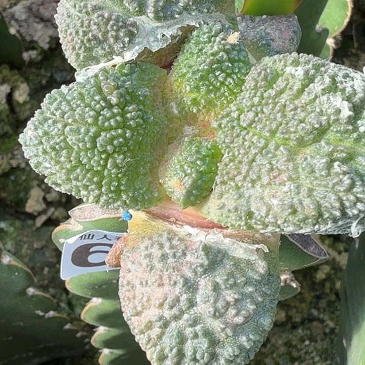 无花朵大尤密尤哥斯拉655