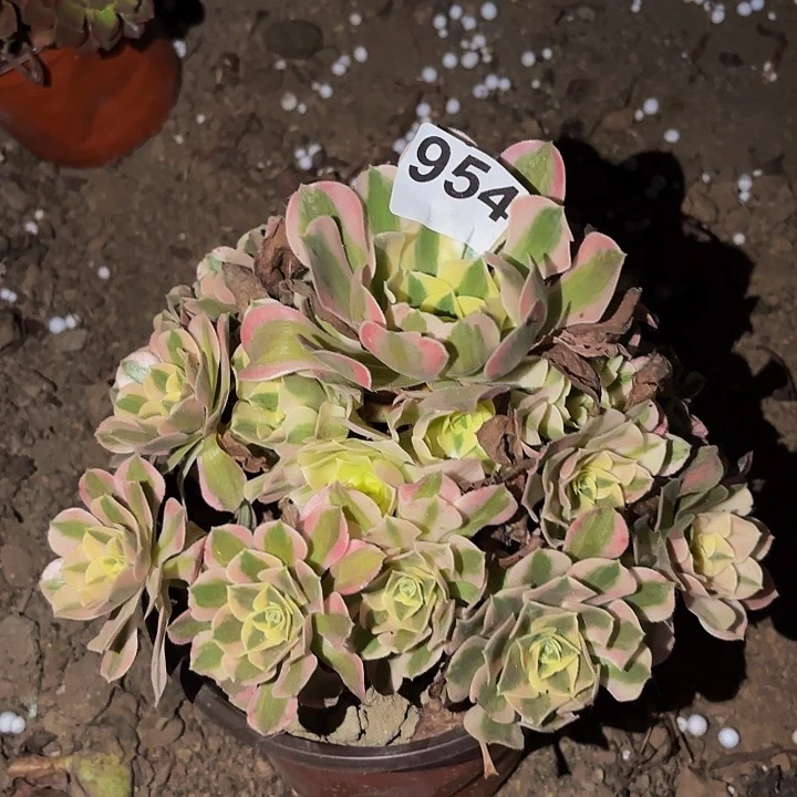 954女神多肉植物不售后