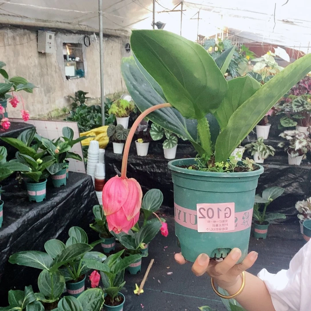 无花朵四****薇木本花卉102