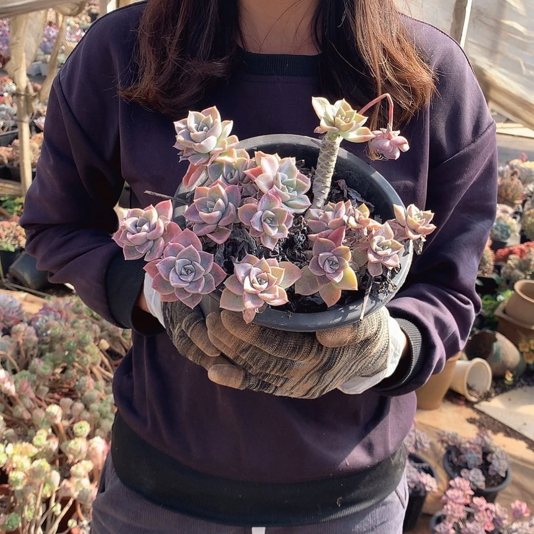 哈利9.9米  年底福利