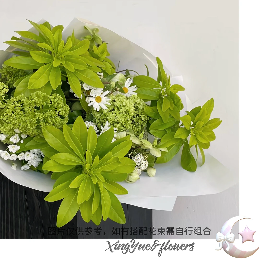 【星玥鲜花】去年很贵的墨西哥橘叶