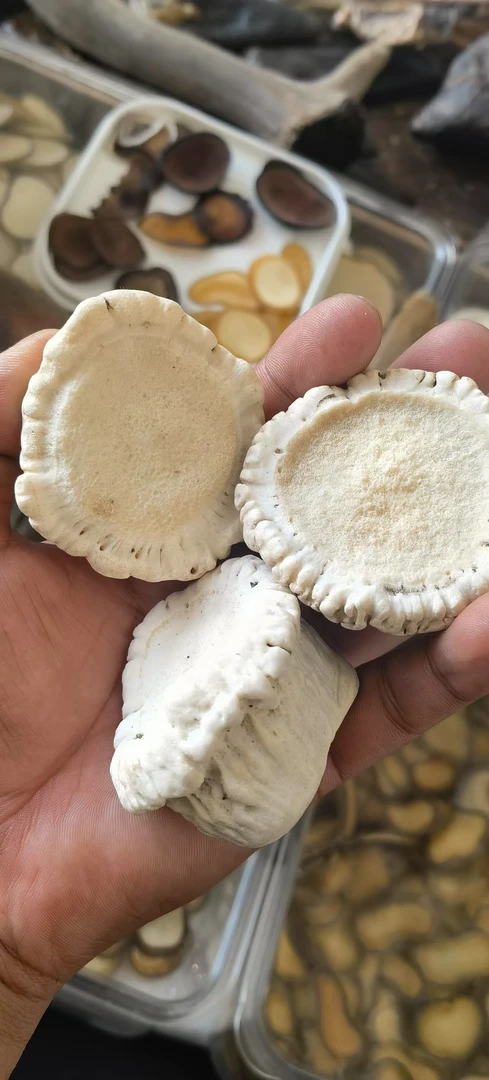 梅花鹿角帽免费代打粉50克