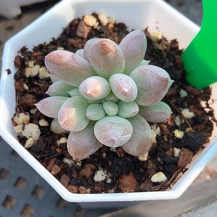 多肉植物哥特缀808