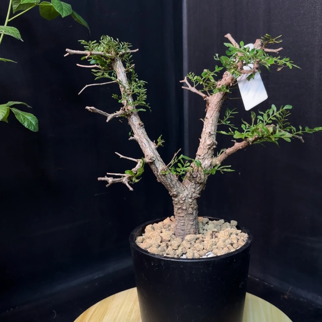 象足漆树带盆土hh