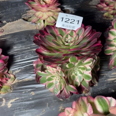倾城多肉多肉1221