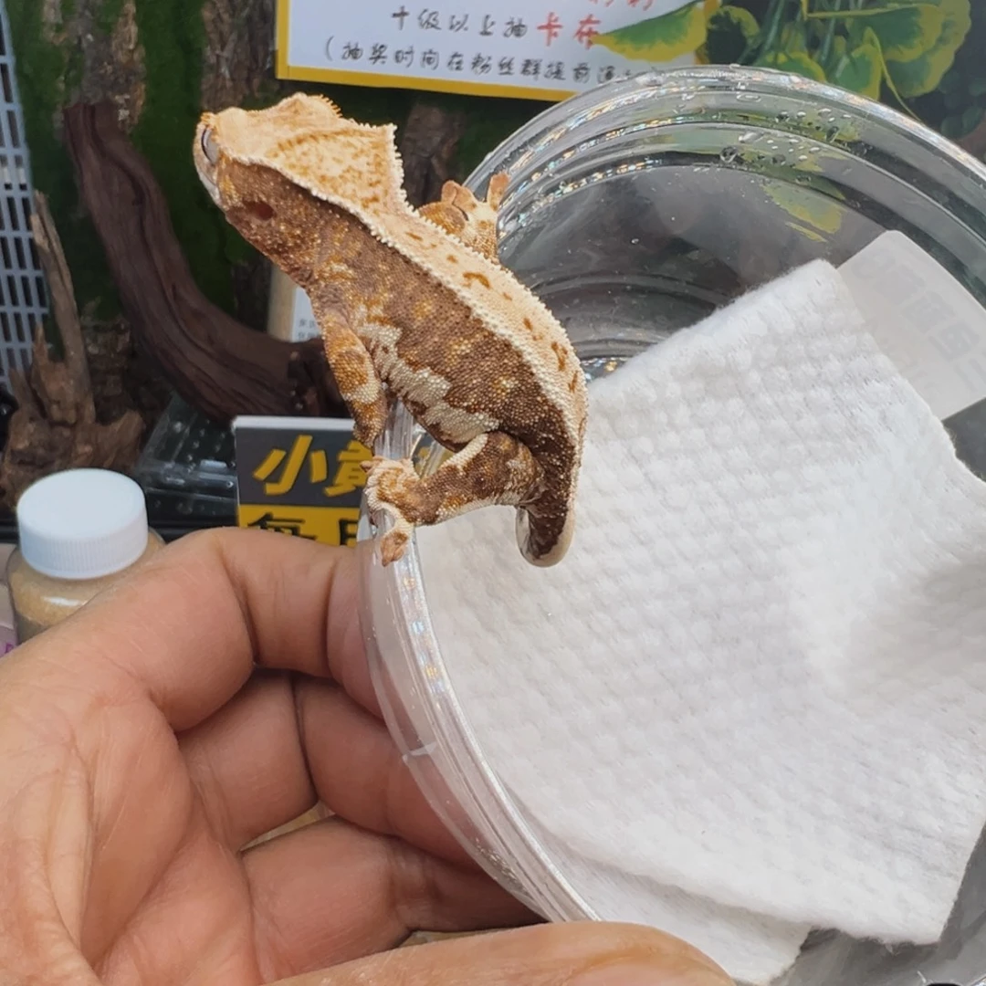 睫角守宫三色莉莉