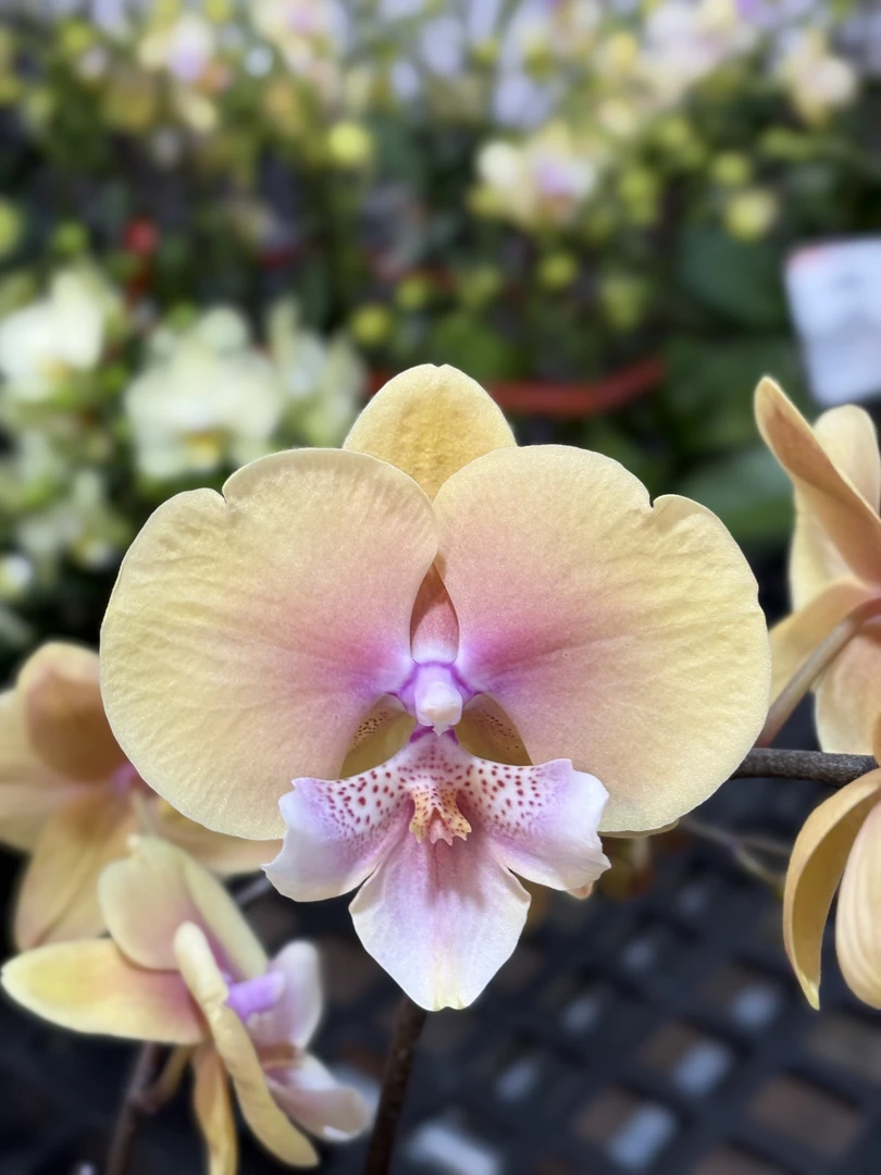 蝴蝶兰【黄桃之梦】中大花型 带花发货  高级花卉 室内美观
