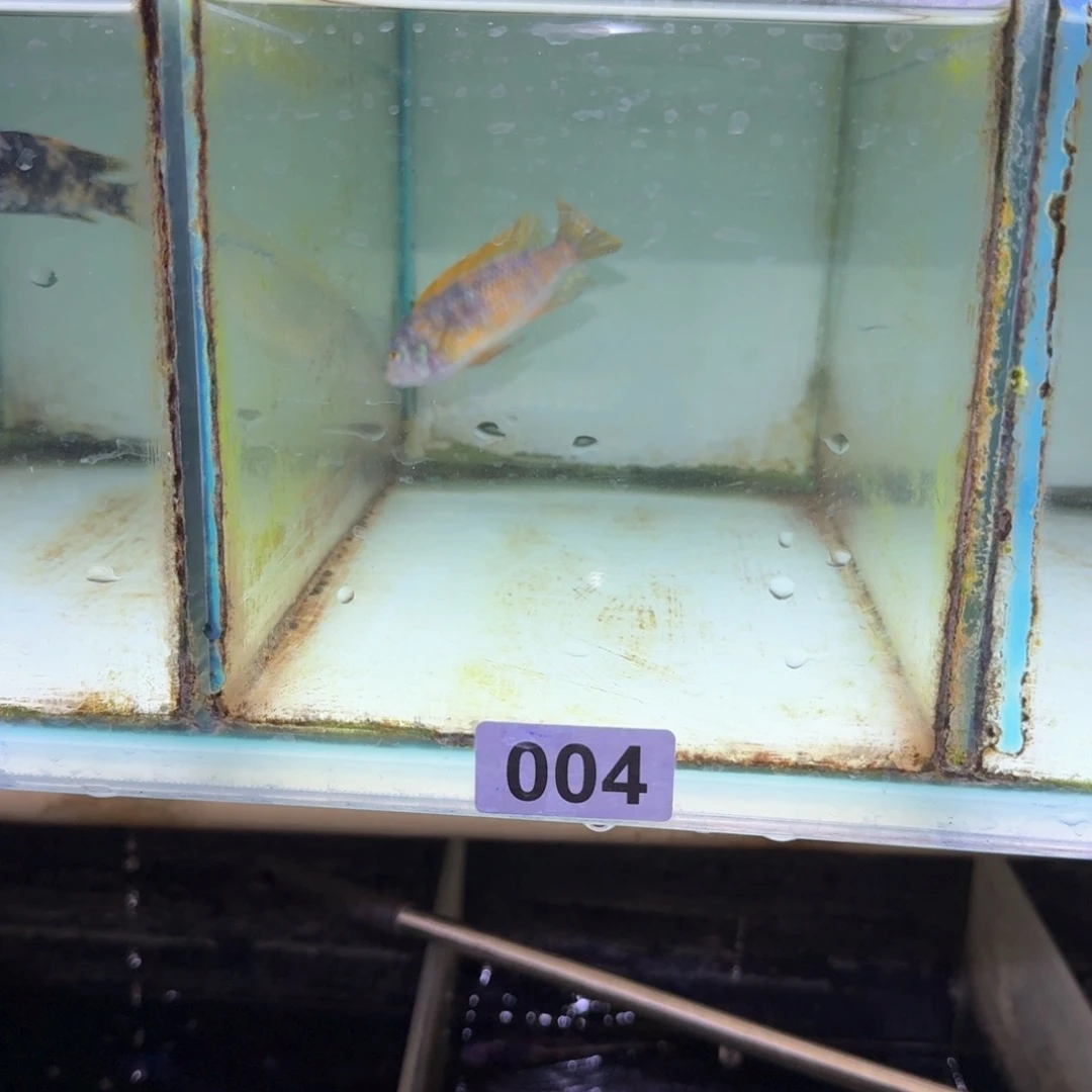 I***伟慈鲷鱼4号米坦德红顶勾鼻MC9/10