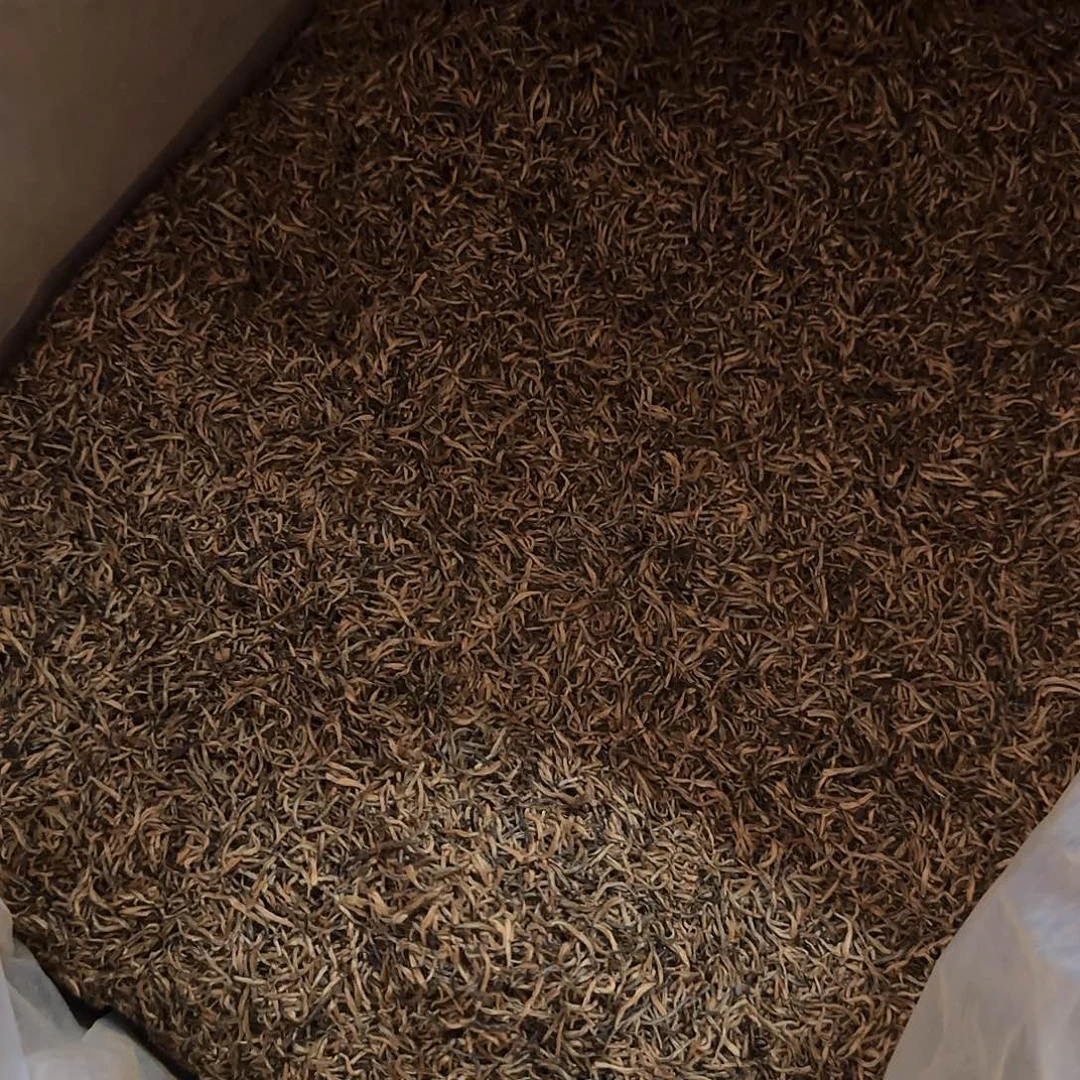 铁罐芽中芽金骏眉125克