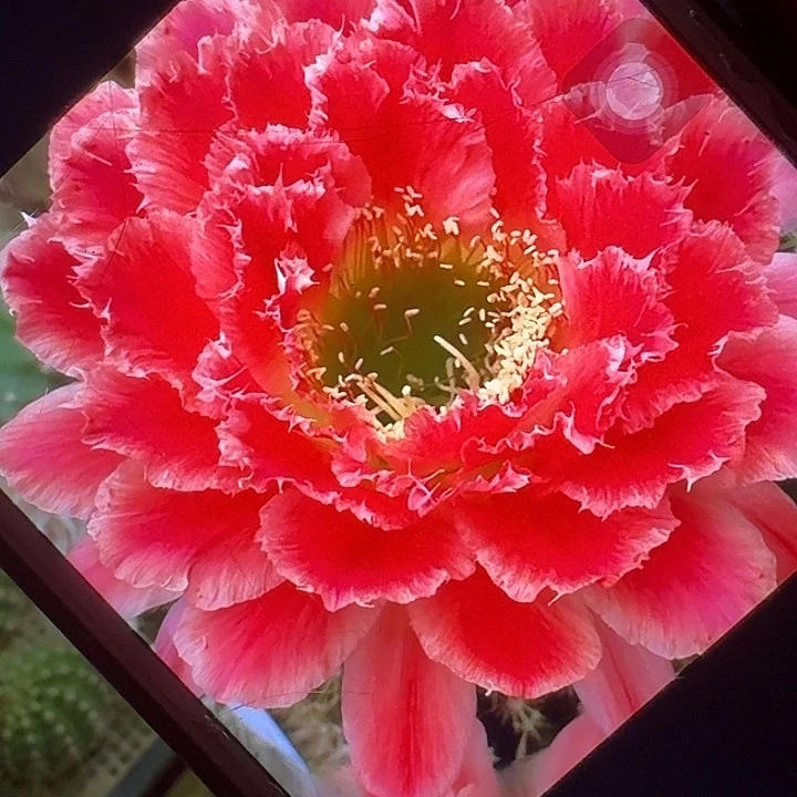 蒙娜丽莎侧芽5公分左右毛花柱