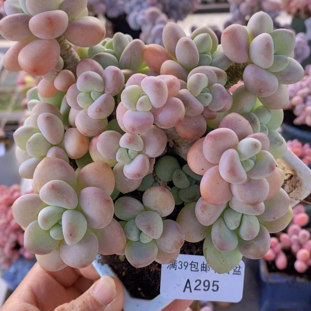 香水洛神13cm295多肉植物