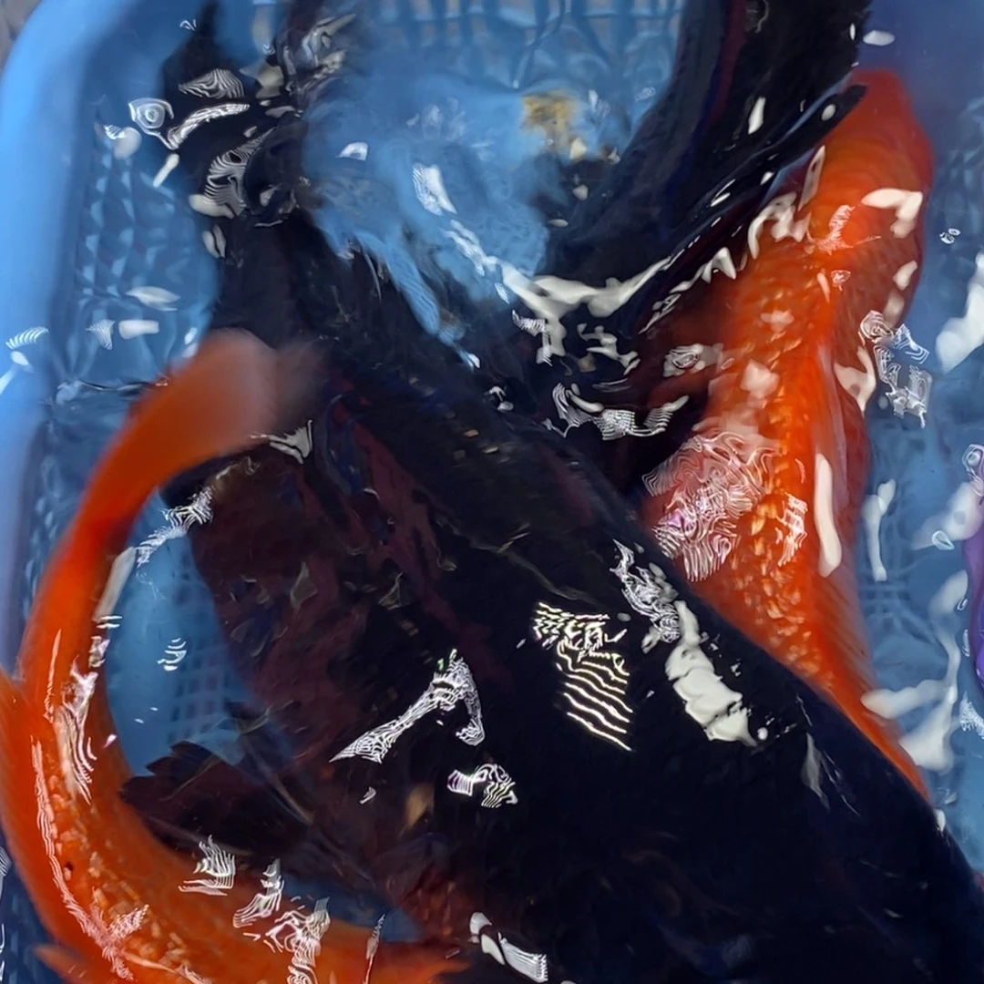 锦鲤冷水锦鲤包邮