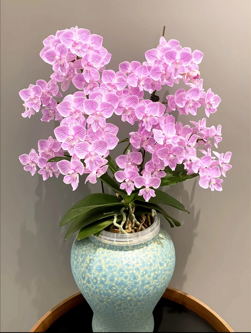 【精品特挑】樱花蝴蝶兰 3花剑 花苗盆栽鲜花绿植客厅卧室摆件