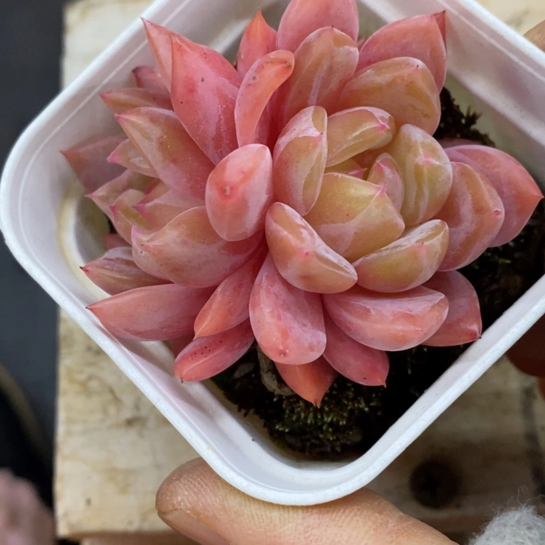 精品多肉一物一拍不包整253