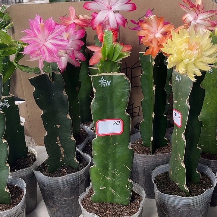 用***3当前无花朵,栽培后可花朵乔恩
