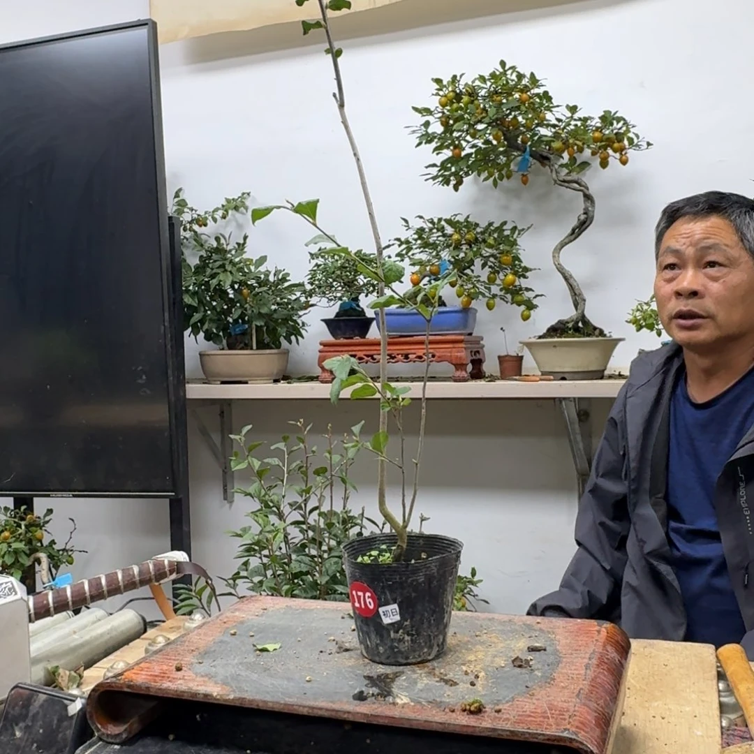 星***发无花朵176顺丰到付