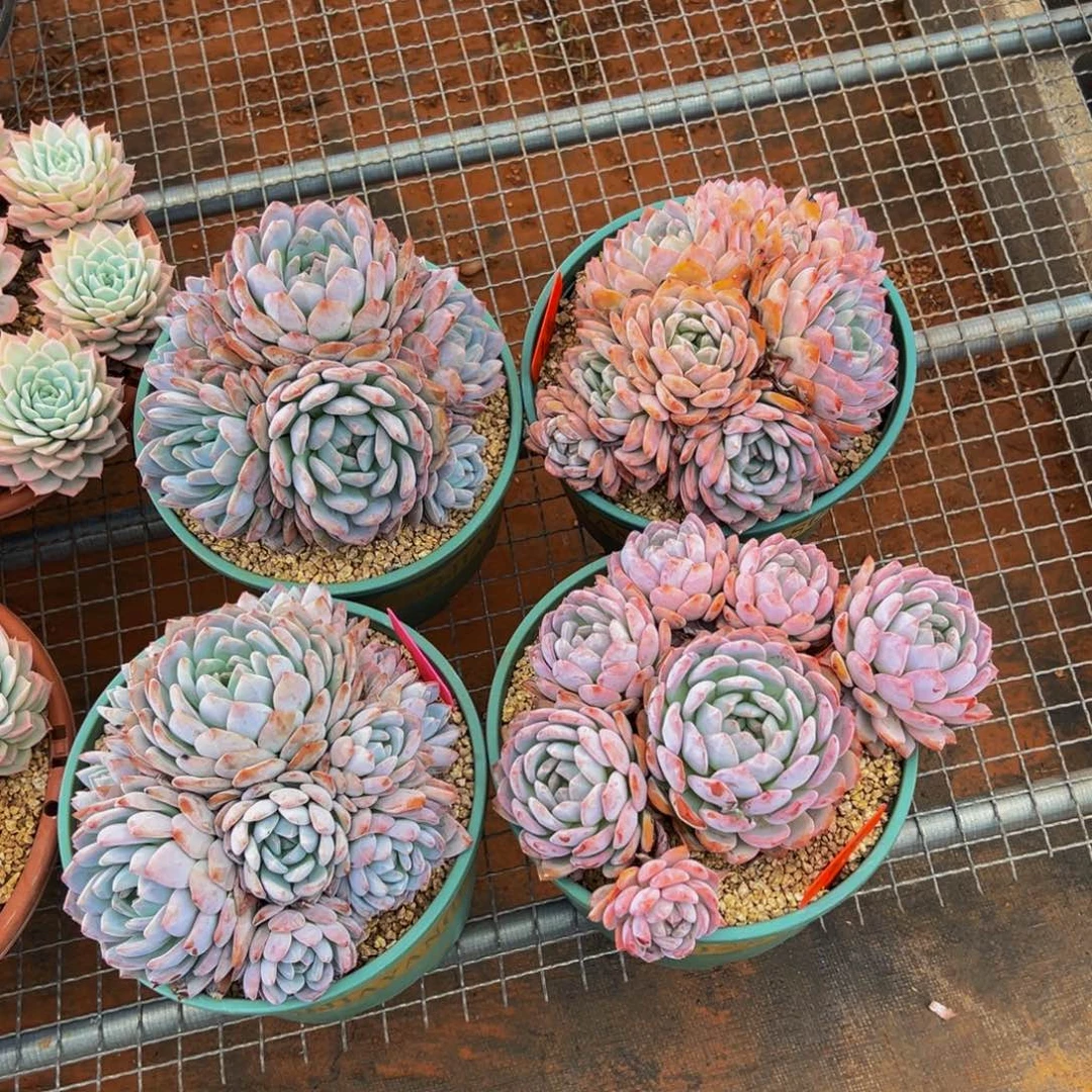 大***鱼遇见多肉园艺大黄鱼星影4颗