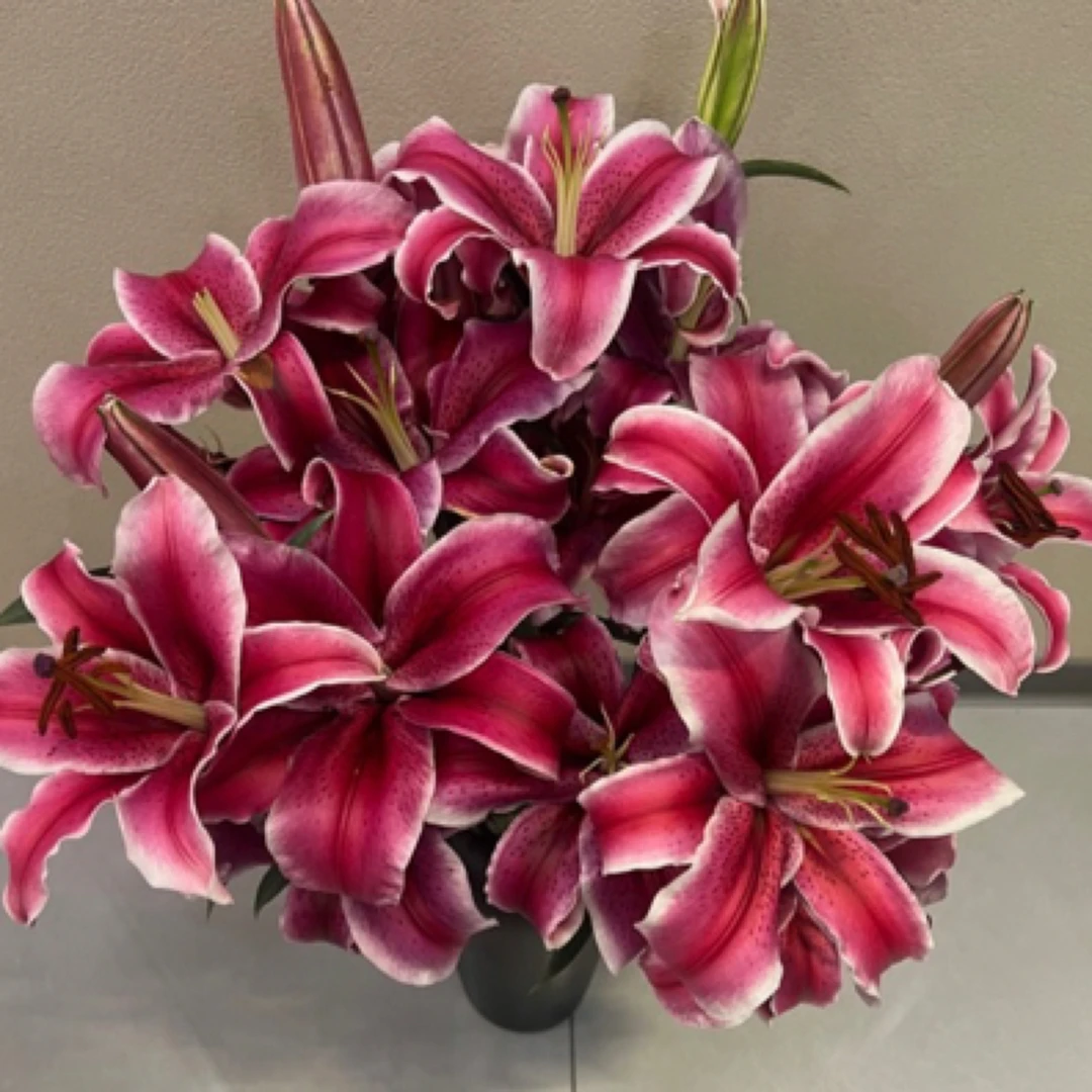 黑美人百合香水百合云南基地直发家用花同城速递包邮