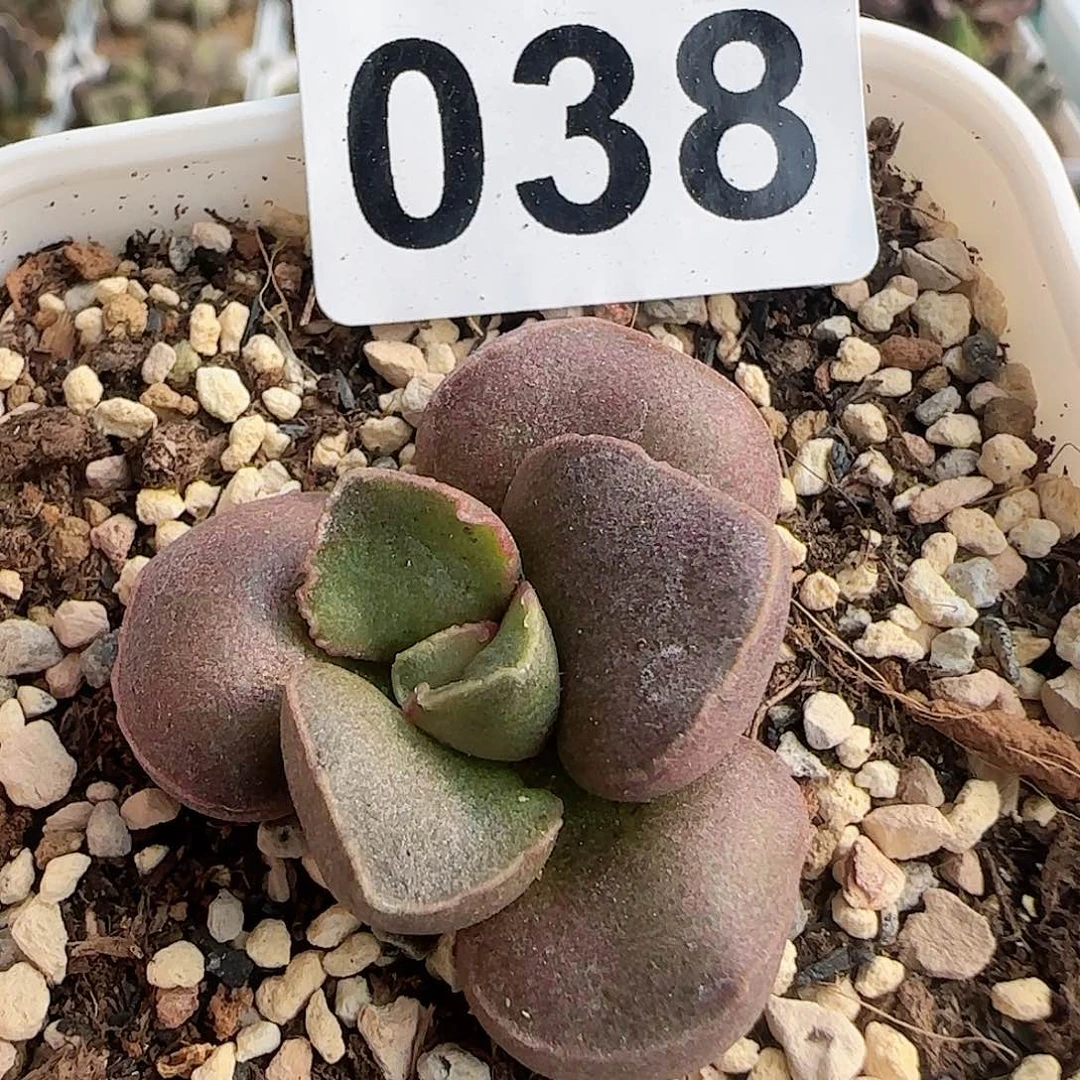 实生水泡 出售整盆（满38包邮）