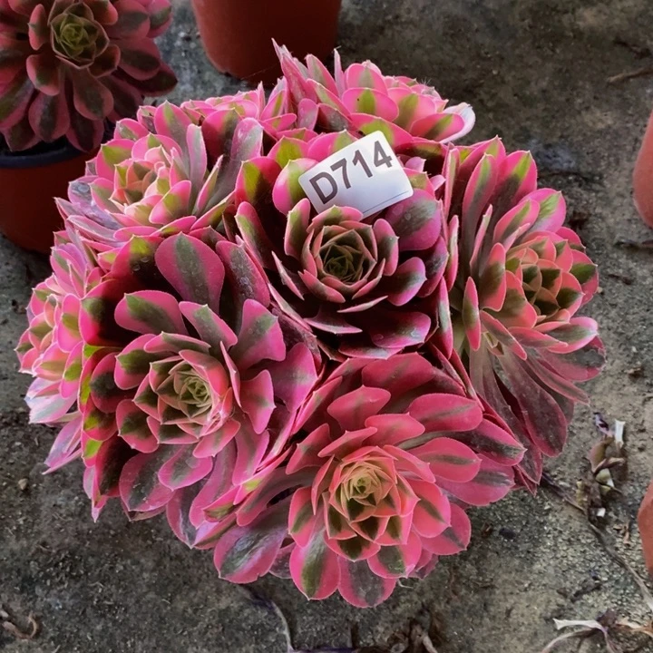 女巫多肉植物714