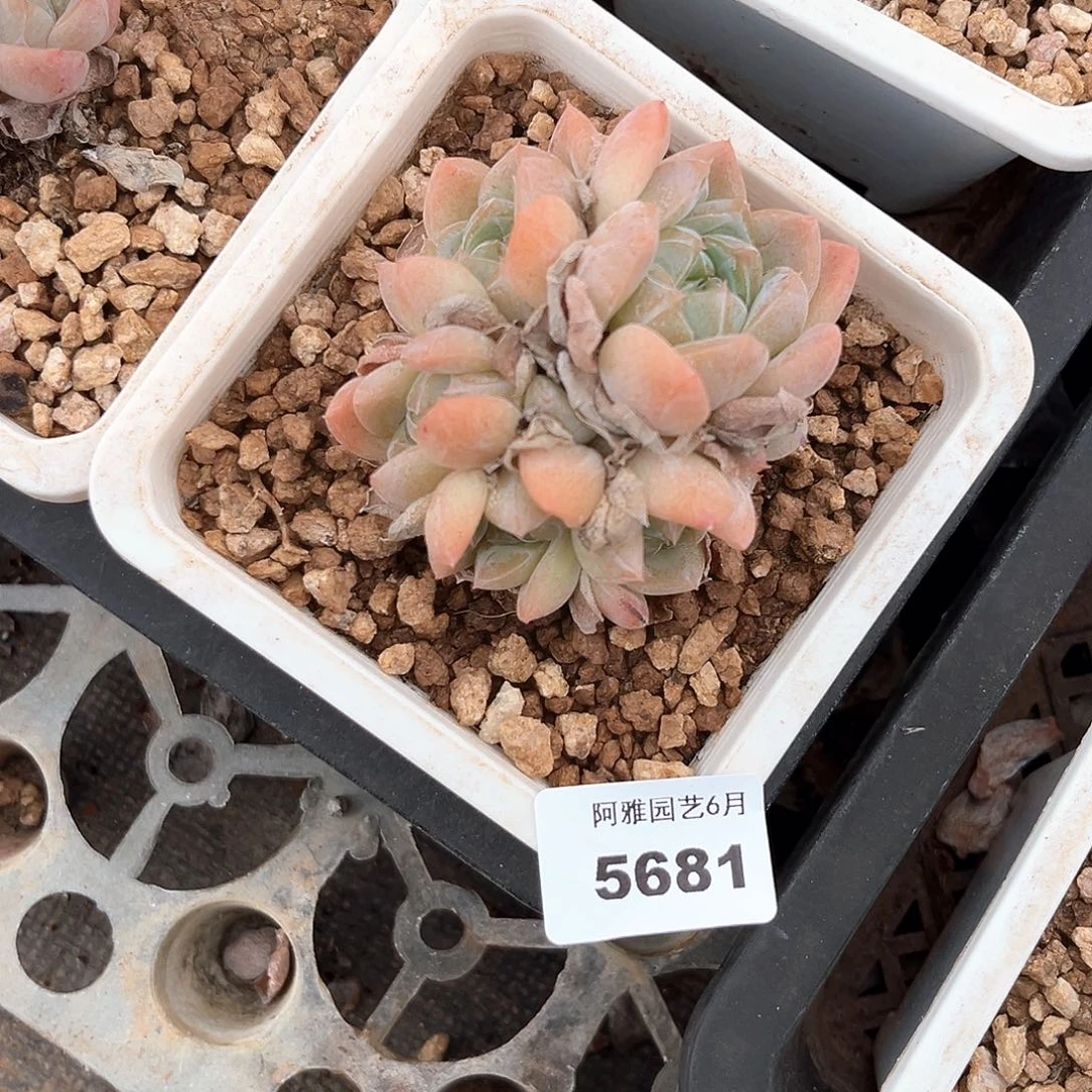 阿雅园艺。     5681厚梦