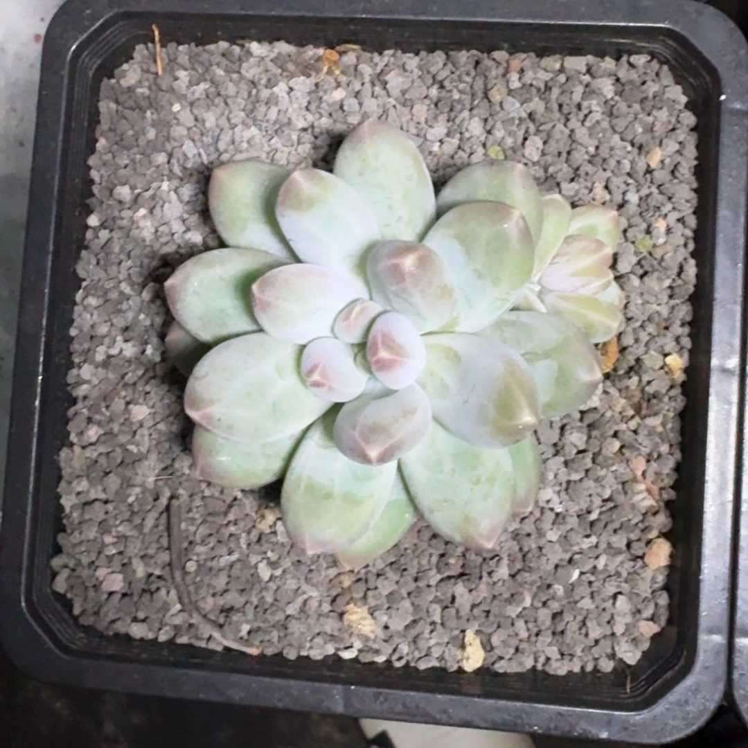 维珍美人 单头  一物一拍