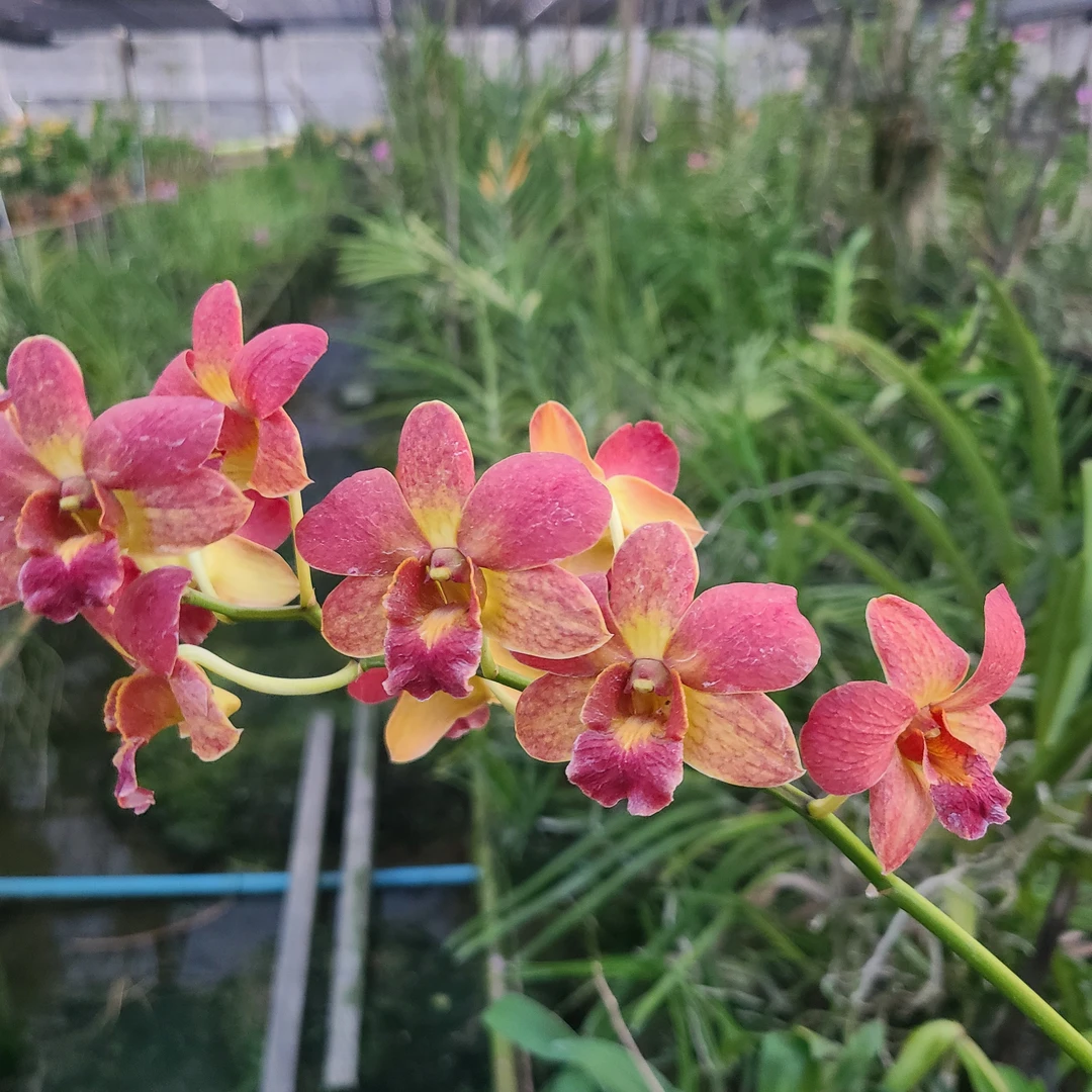 预售｜泰秋石斛.Sampran brown 1盆