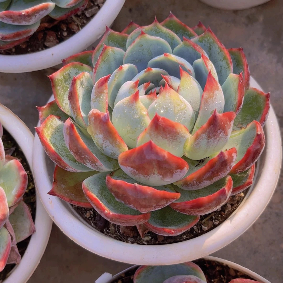 12h公分惊鸿99998899898