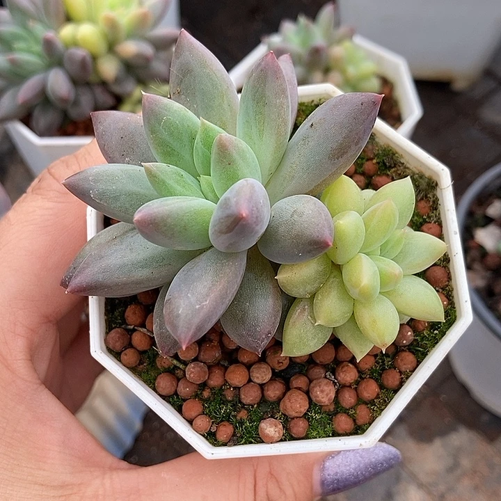 车厘子锦多肉植物