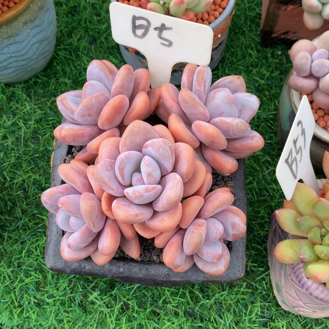 欣***娱粉兔多肉植物727373733