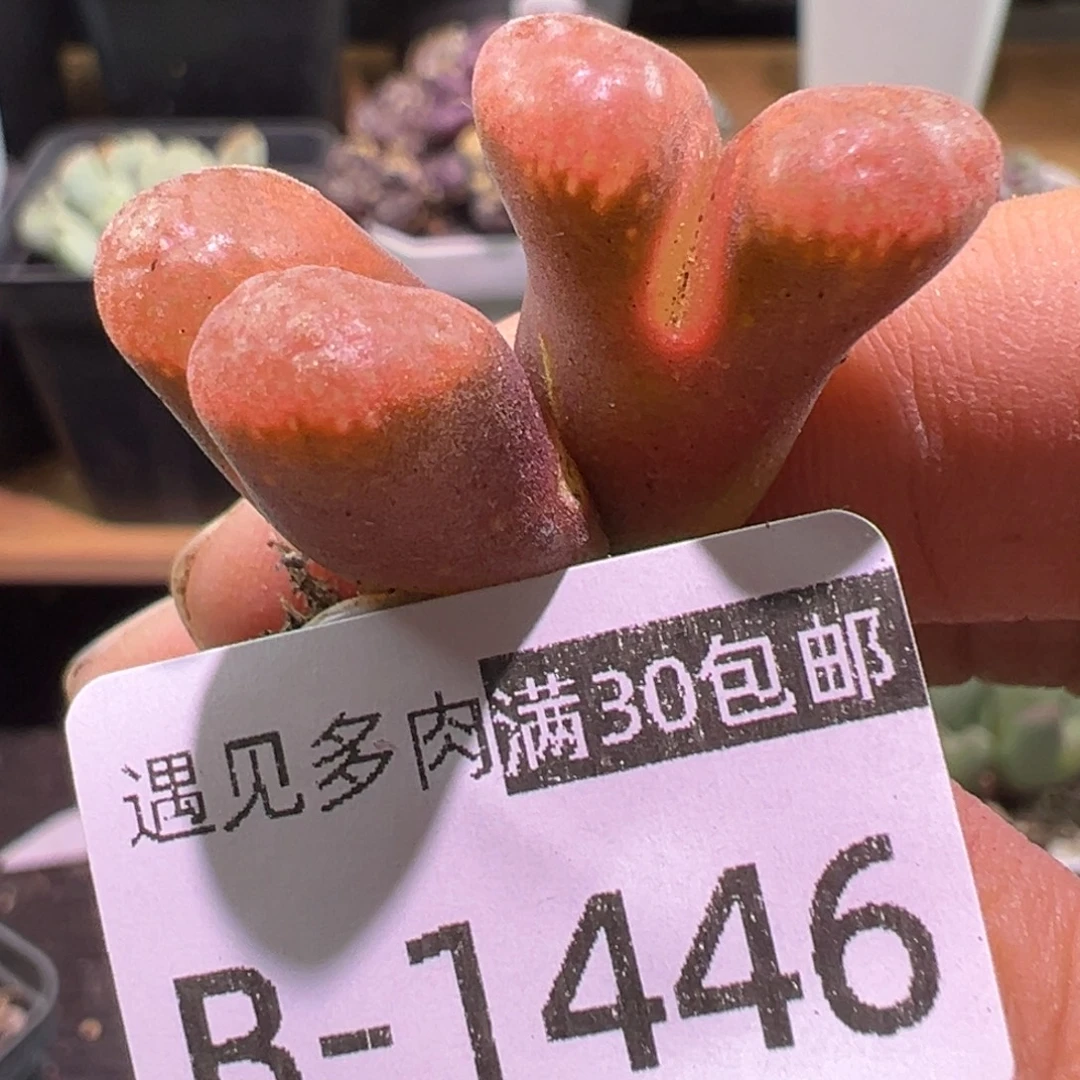 多肉植物1111111111111