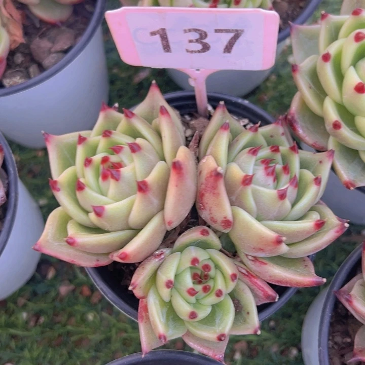 健健康康平平安安