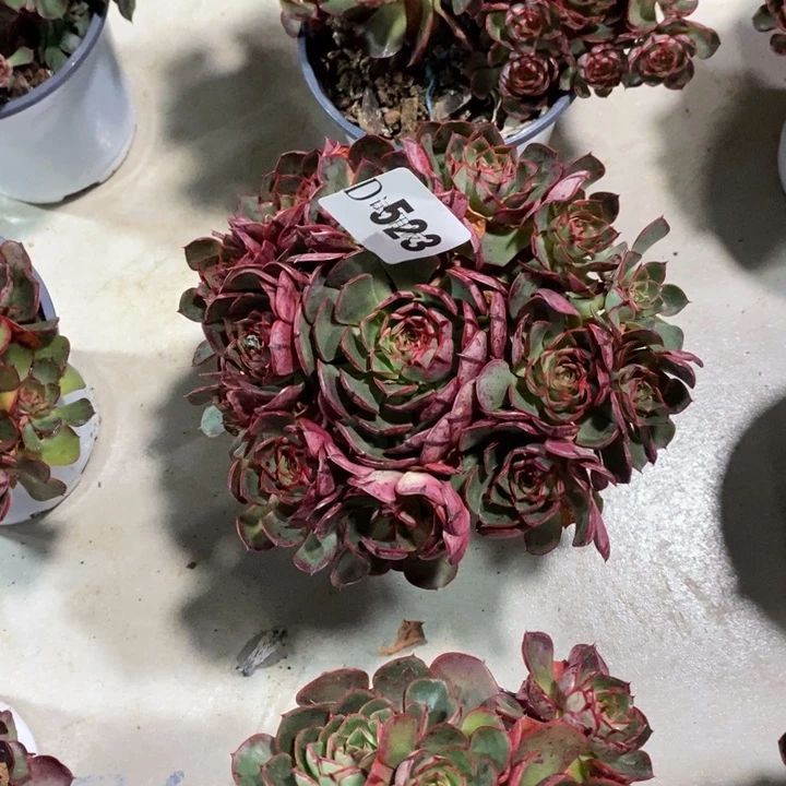 时***院523伊丽莎白多肉植物多肉