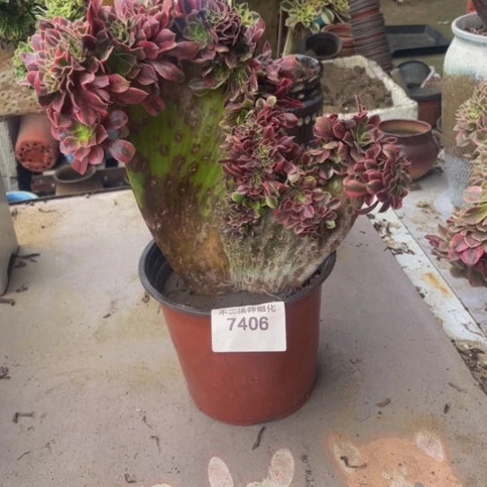 7406，美杜莎缀包邮