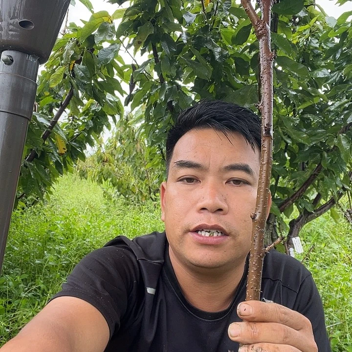 文***悠当前无花栽培后可以开花一颗黄果一颗黑珍珠