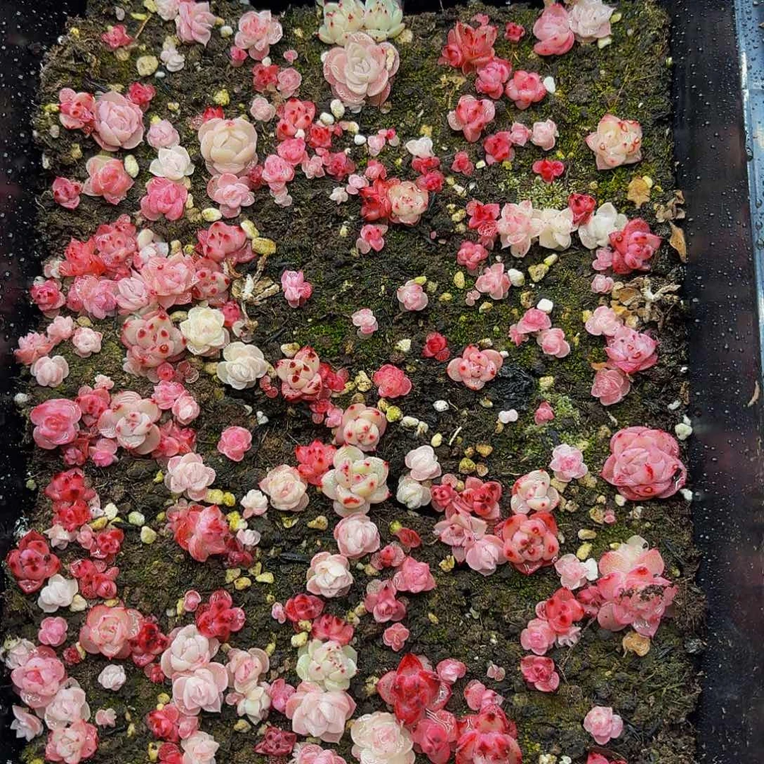 李**翔多肉植物多肉植物576