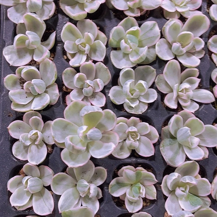 精品伯克利锦多肉植物