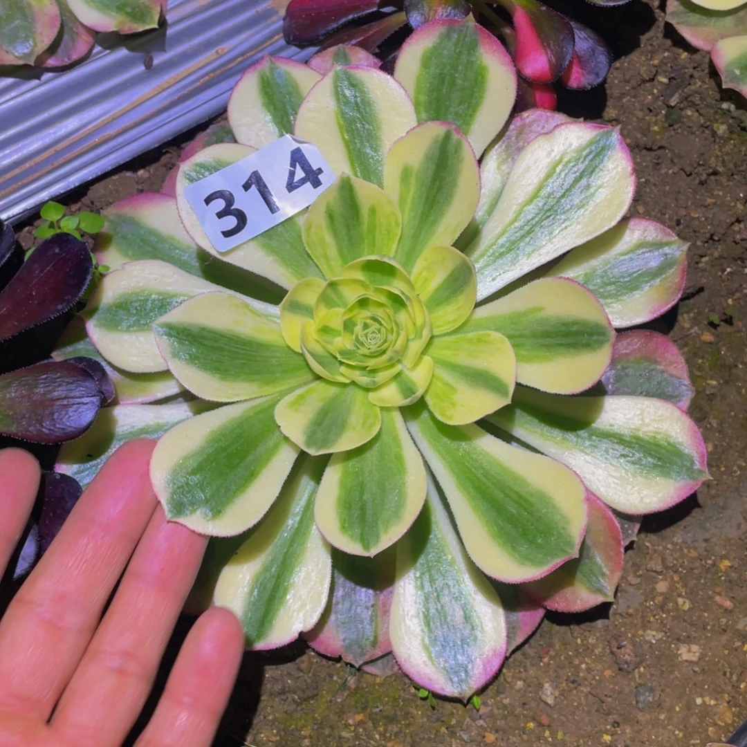 粉海王多肉植物多肉314