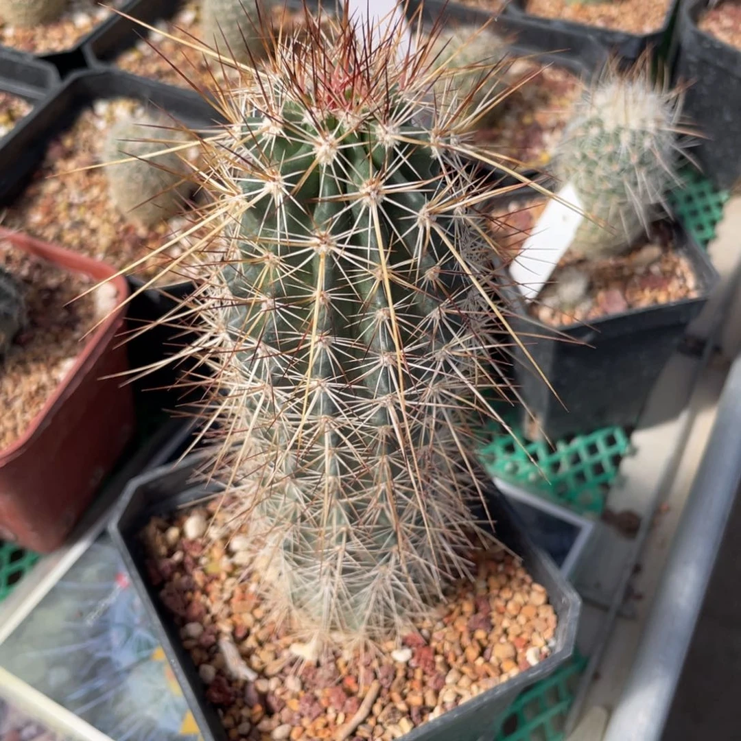 鹿角柱实生仙人球幻虾