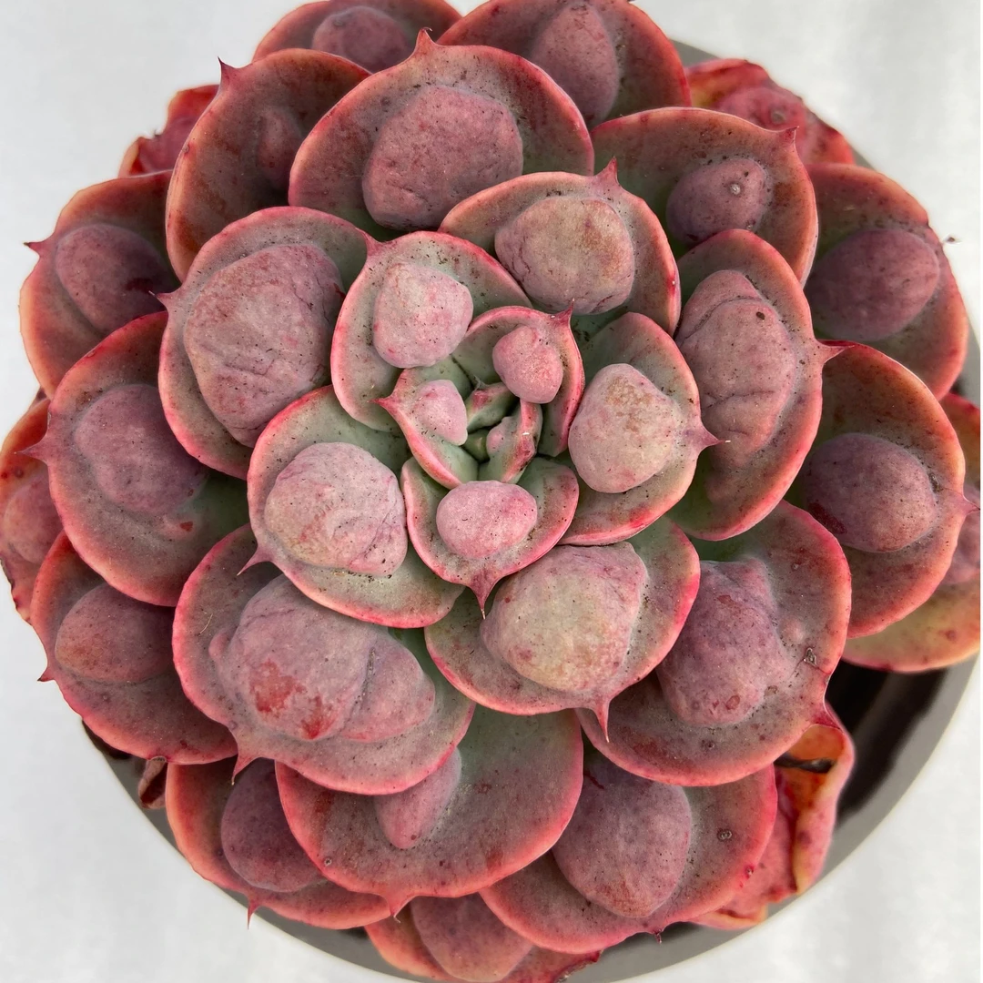 宝塔雨滴老桩保7公分 脱土 精品控养多肉好看好养新手