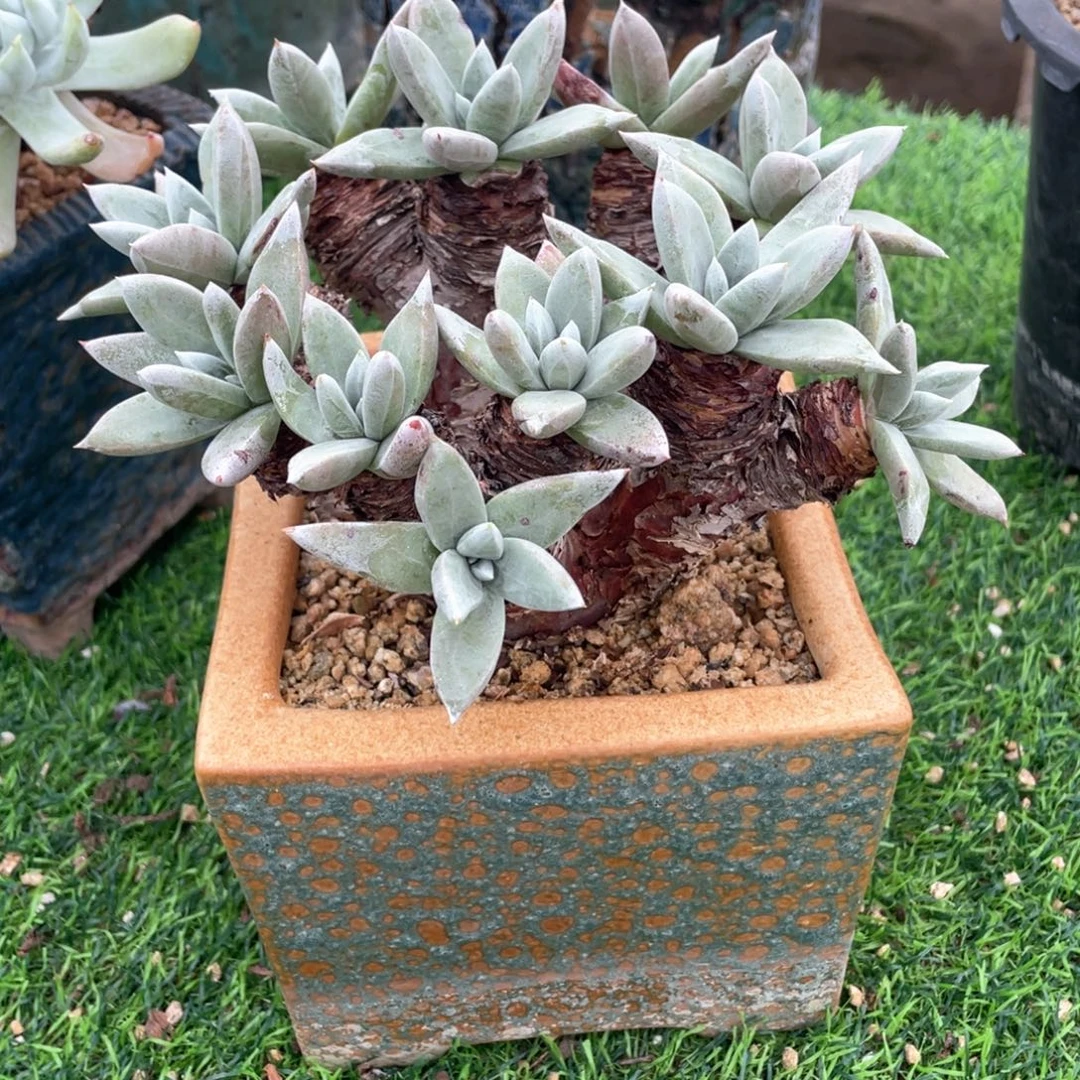 厚叶苹果叶群生福利粗桩