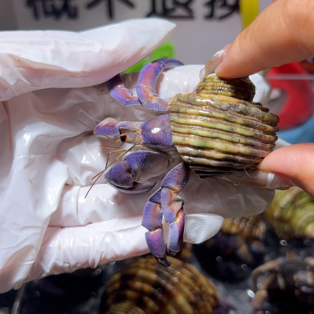 紫粉紫陆口径2.4口