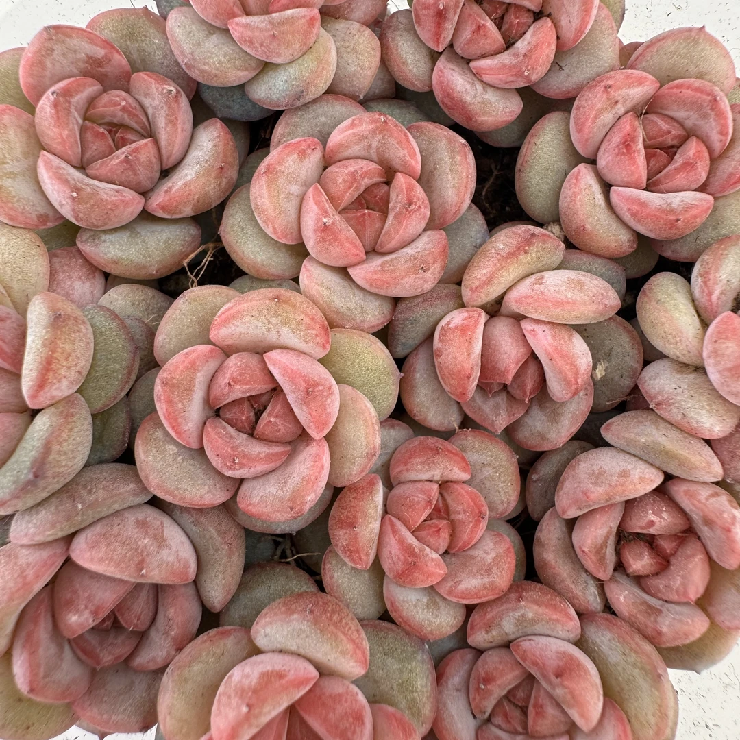 精品贵货切糕一盒(QF1281)