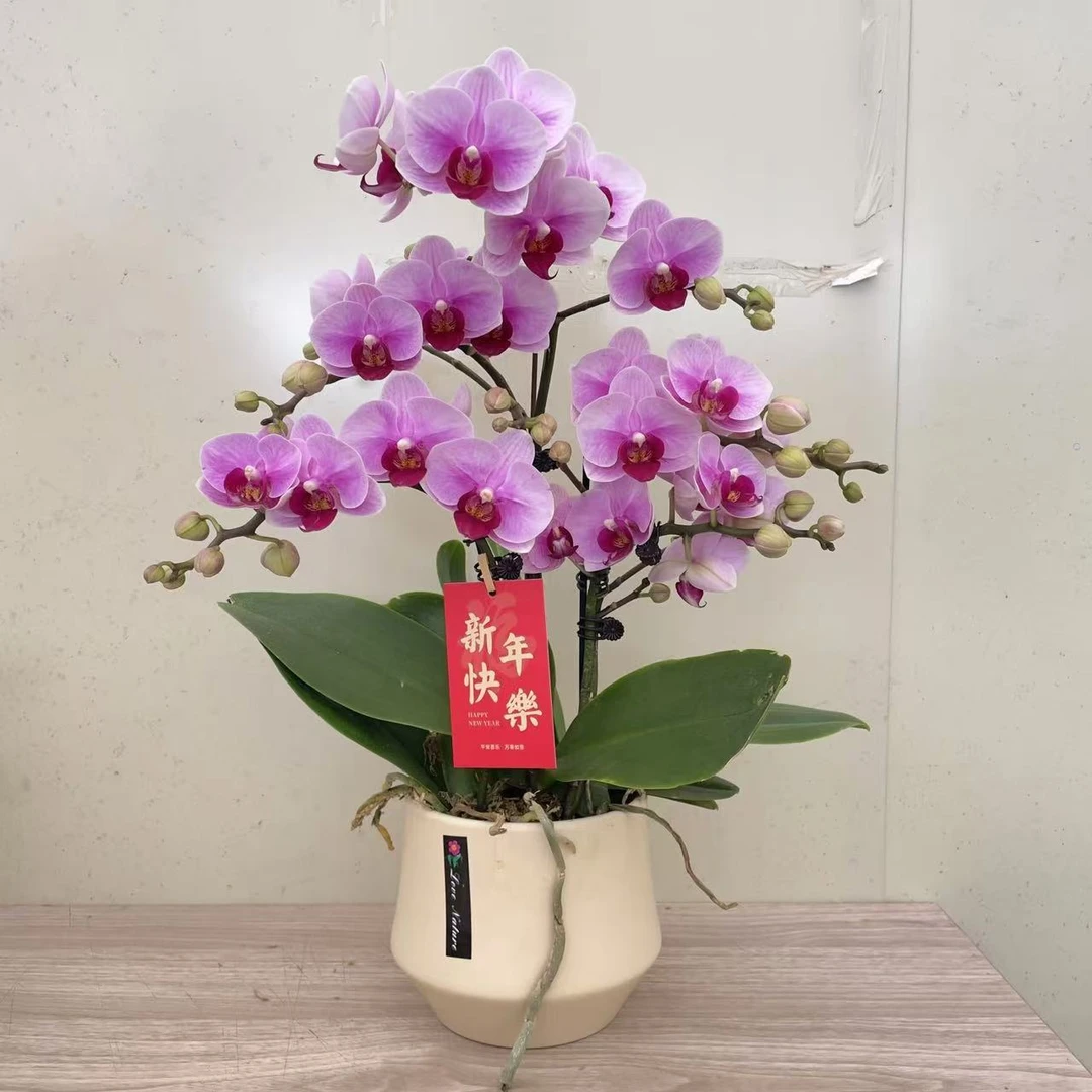 《宝贝》3.0寸杯蝴蝶兰 多分支多花苞 新手小白可入 室内花卉