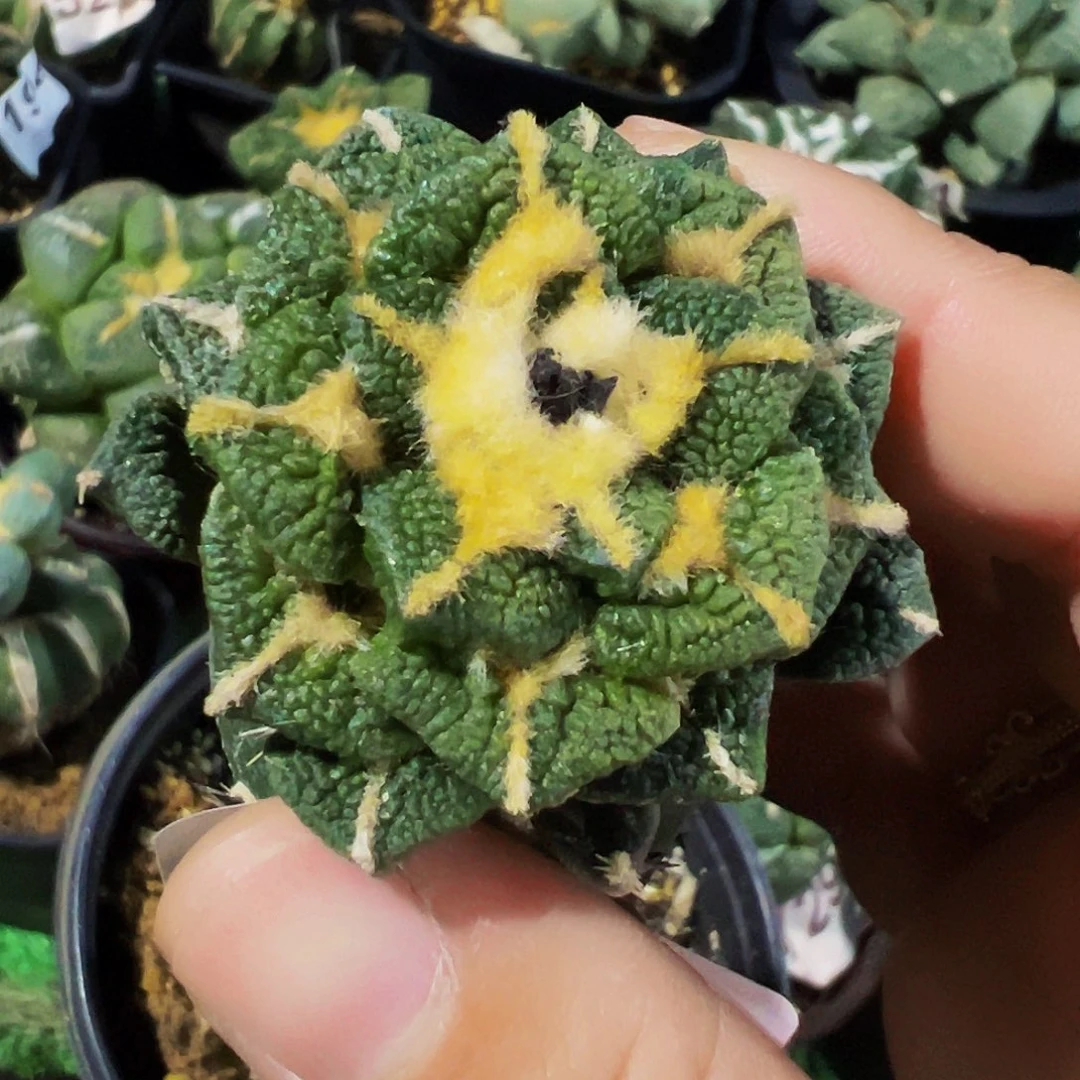 无花朵福利绣谱嫁接大尤黑牡丹675