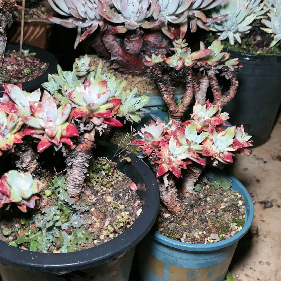 苹果叶一颗仙女杯多肉