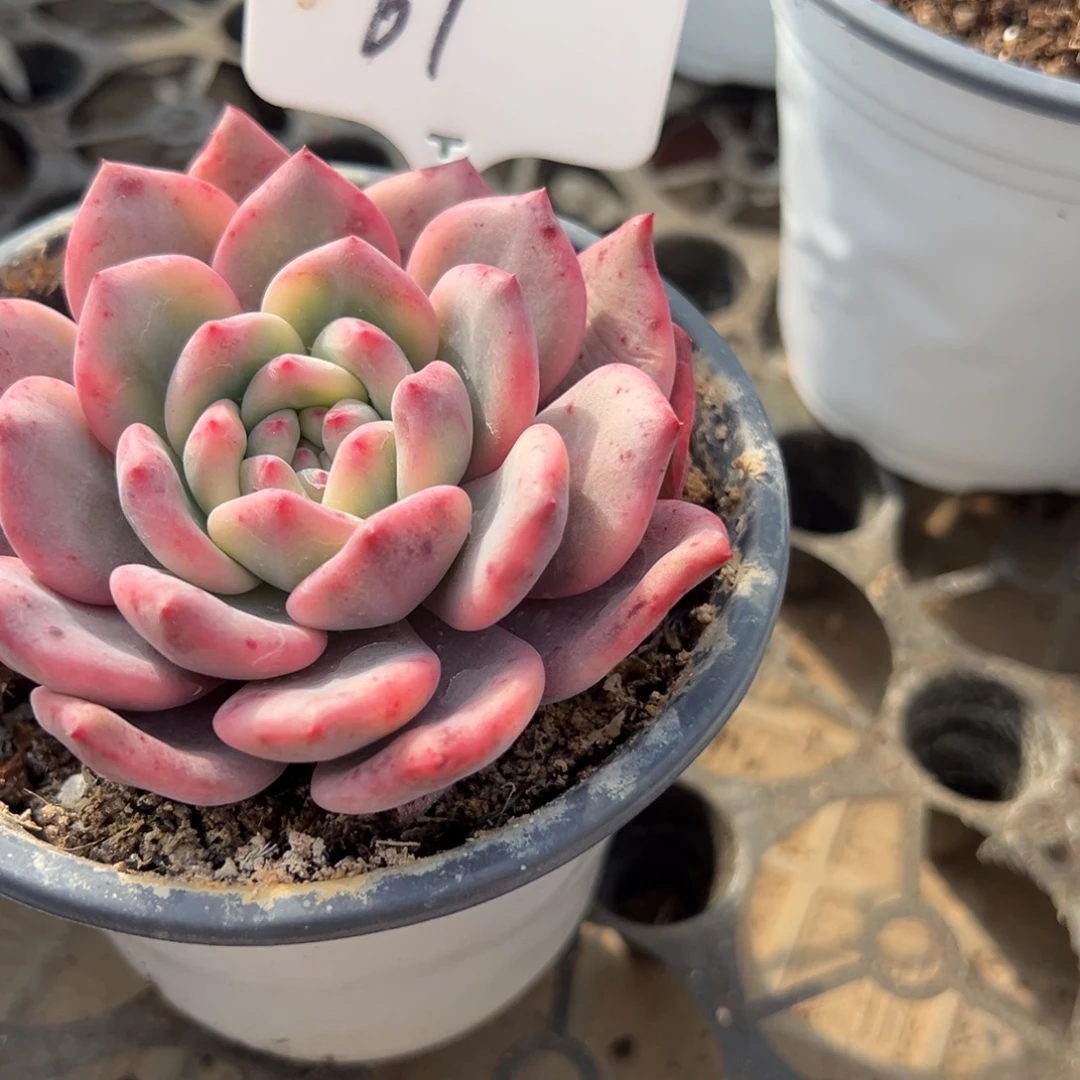 S***h61号爱丽儿锦多肉植物40