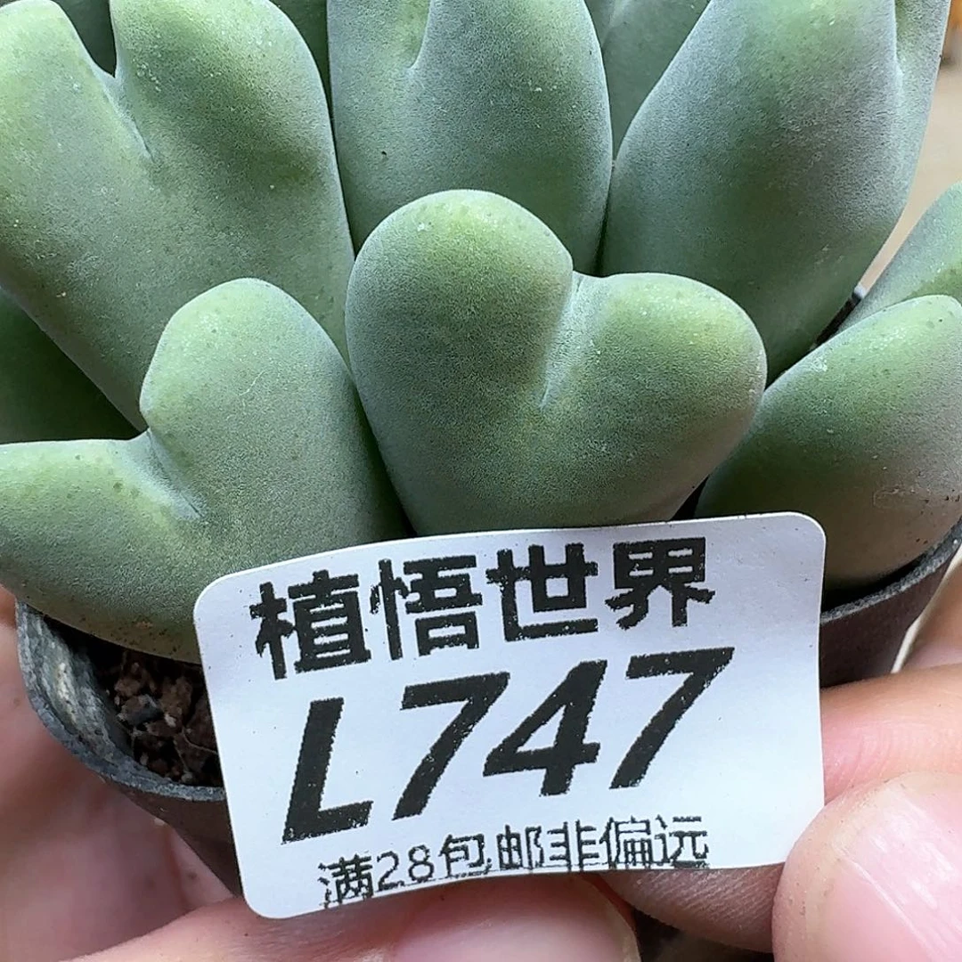 多肉植物的润泽和fv