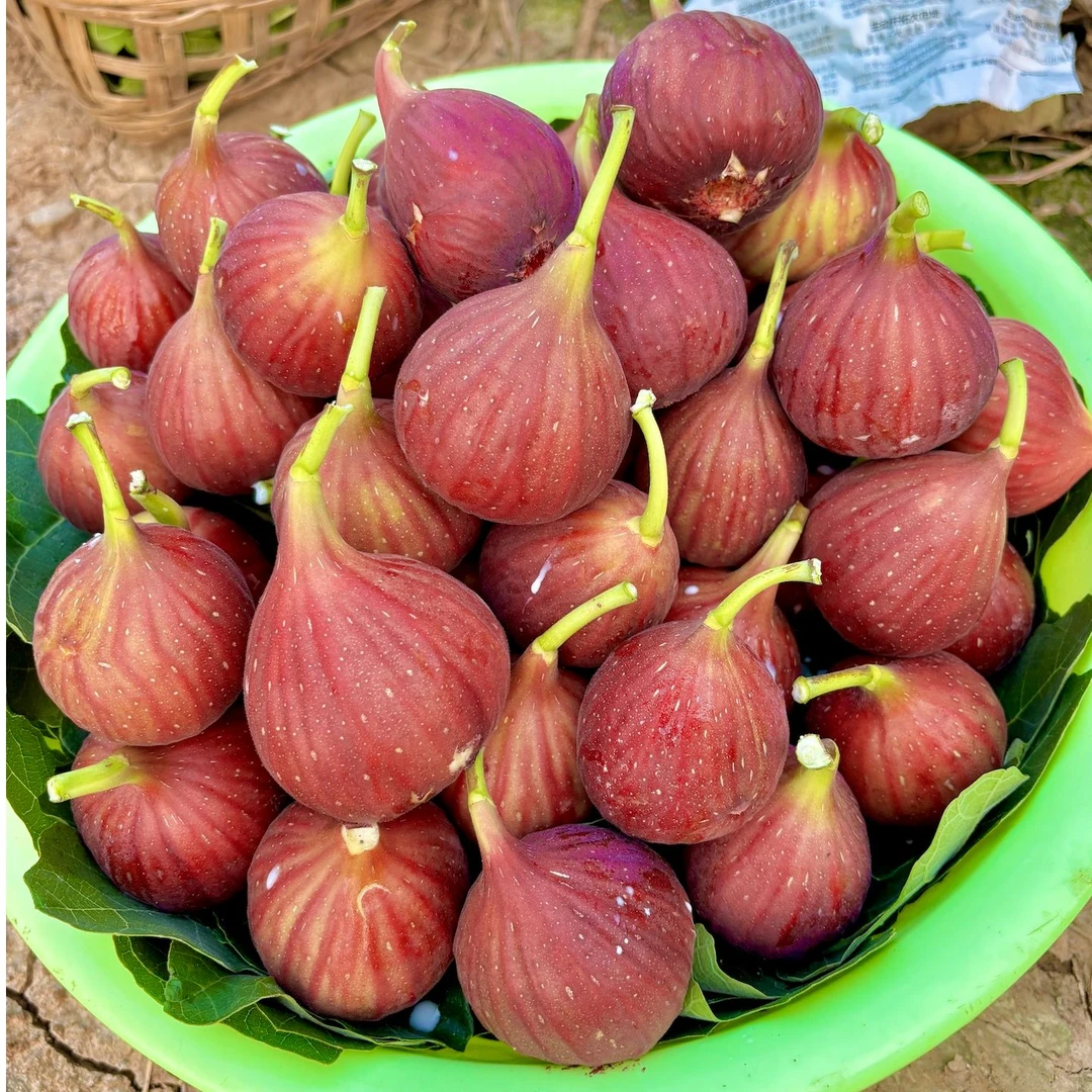 四川红皮新鲜采摘当季时令水果软糯香甜糖包子维生素c水果