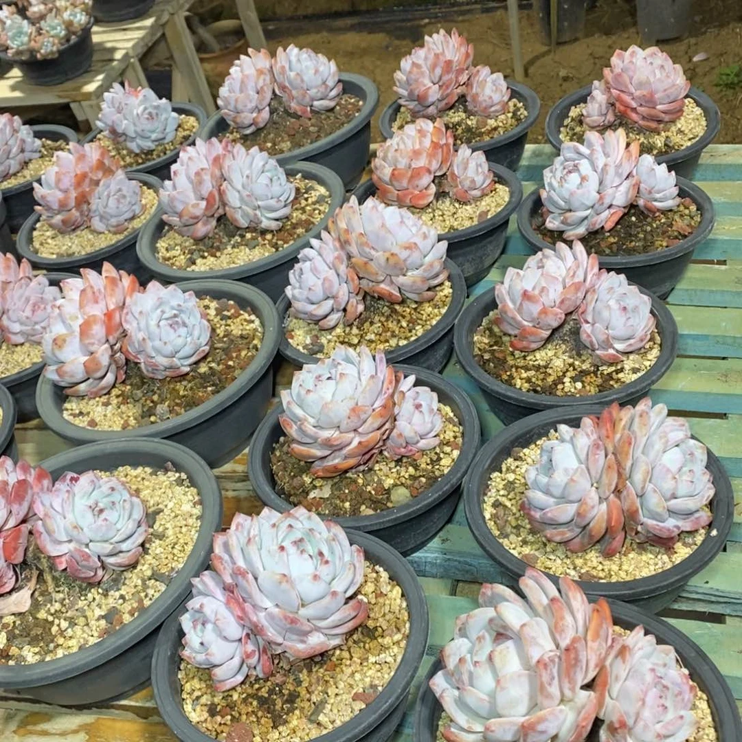 啊军喵多肉老庄橙子38包邮